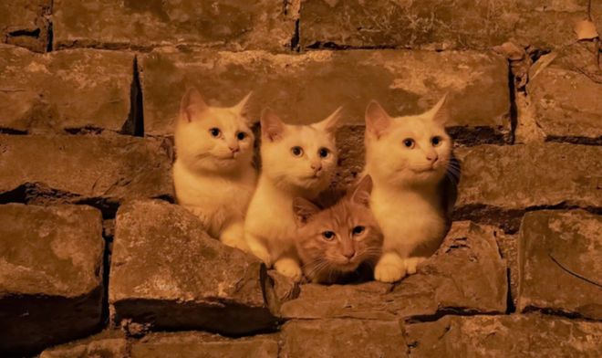 入口好好做人领只流浪猫mg不朽情缘游戏登