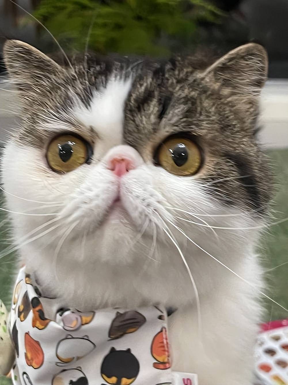 不朽情缘官方版老年猫零食推荐有哪些牌子好？(图1)