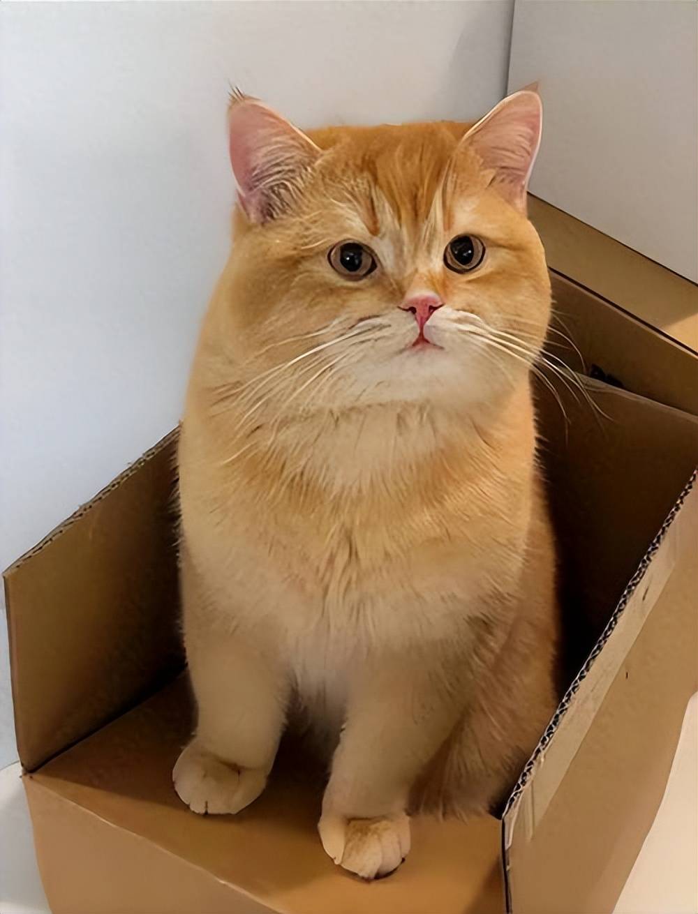 不朽情缘官方版老年猫零食推荐有哪些牌子好？(图7)